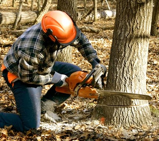 Tree Removal in Caddo Mills, TX